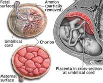 Description: The placenta in the womb, fetal side and maternal side.