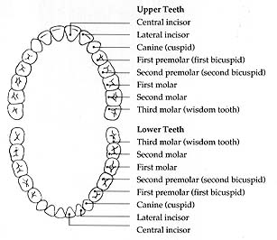 Teeth