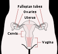 Uterus and Vagina