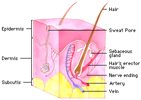 the different layers that make up our skin