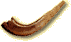 shofar2