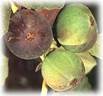 Figs