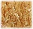Wheat Field
